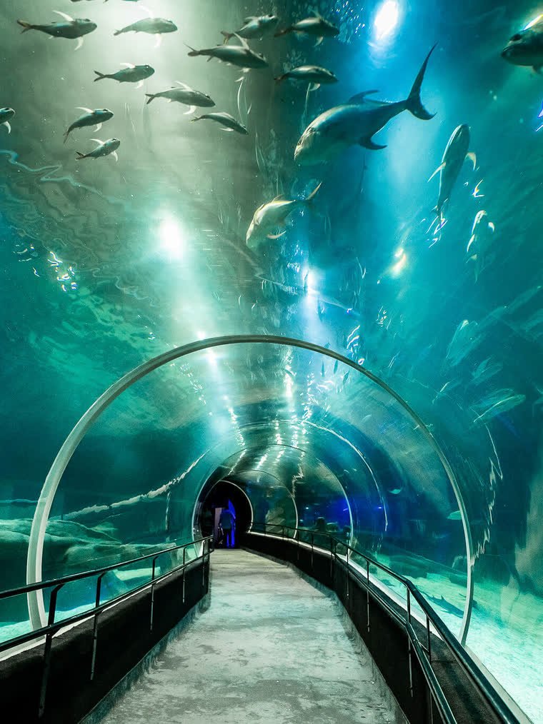 Túnel do AquaRio, o aquário do Rio de Janeiro